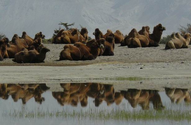 Camellos bactrianos
