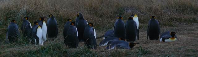 Colonia de Pingüinos Rey